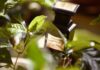 Skin Scent Meaning The Secret of Perfumes That Stay Close to Your Skin