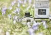 Flora by Gucci on Skin: Why This Fragrance Is Not What It Seems